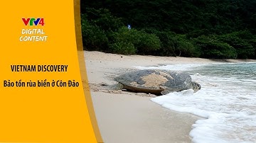 Bà đỡ của rùa biển | VTV4