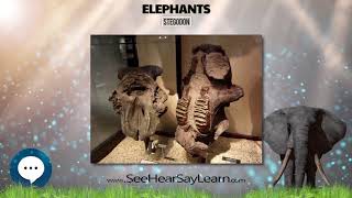 Stegodon All Things Elephants