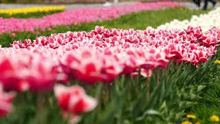 Tulips background screenshot 4