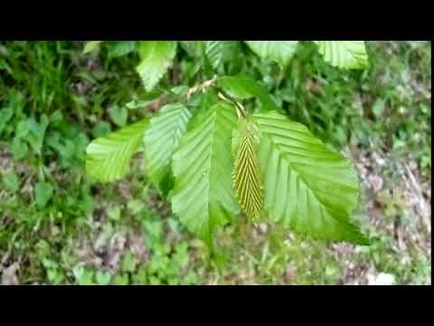 Vidéo: Charme Commun (24 Photos): Description Du Charme Du Caucase (européen), Feuille Et Hauteur De L'arbre Carpinus Betulus Fastigiata, Faits Intéressants