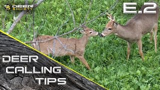 Deer Calling Tips E.2 Fawn Behavior And Family Structure