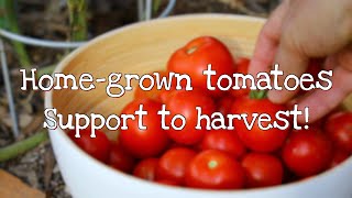 Grow awesome tomatoes! Pt4-Getting the best harvest! by Adam Woodhams 575 views 2 years ago 3 minutes, 37 seconds
