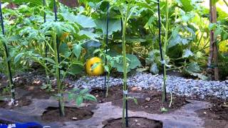 Roma row trim the lower growth