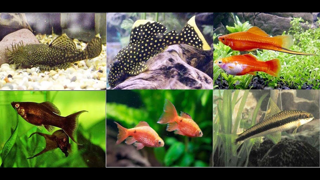 Best Algae Eaters Aquarium Fish