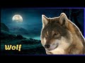&quot;7 Curiosidades Surpreendentes&quot;  do Mundo Secreto dos Lobos