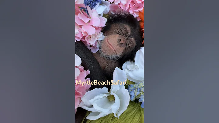 We fixed the full length video!!!! Check it out! ☮️❤️ #chimp #baby #love #chimpanzee