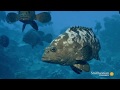 Global Fisheries and Sustainability Issues