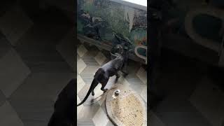 Ориентальные котята игры