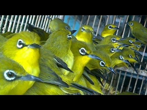 Suara burung pleci untuk memancing