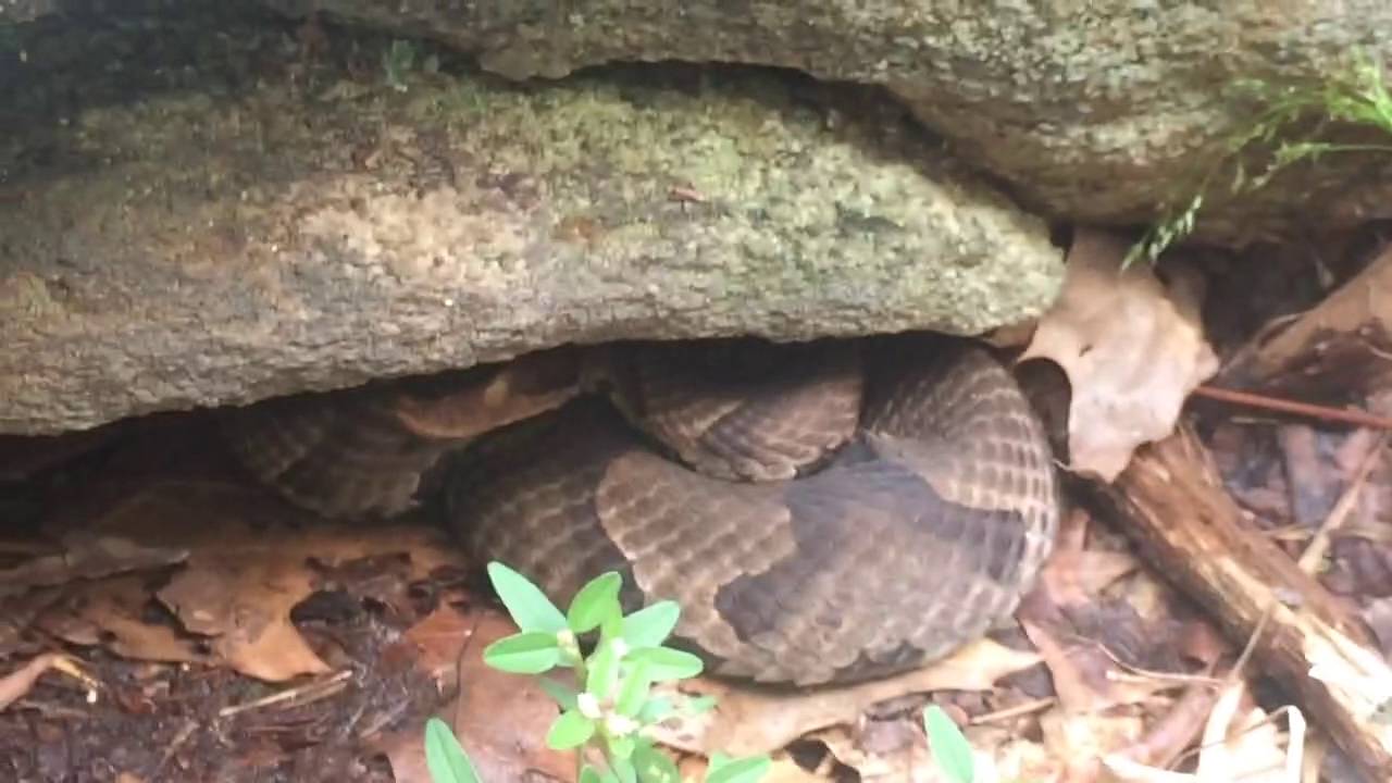 Northern Copperheads at a rookery in North YouTube