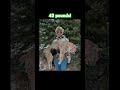 Nice late season bobcat!! Like and Subscribe for more updates.