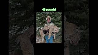 Nice late season bobcat!! Like and Subscribe for more updates.