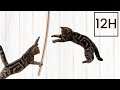 12H Sznurek zabawa dla kotów - Gra dla kotów ze sznurkiem - Najlepsza zabawa z kotem 😺