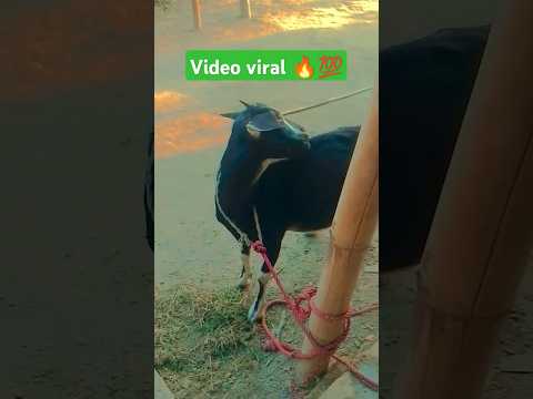 video viral short #comedy #shortsfeed #youtubeshorts #funny #ytshorts #sorts #reels #shortvideo