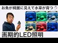 【最大10万通り!!】簡単に自分の水槽に合う"色が作れるLED照明"