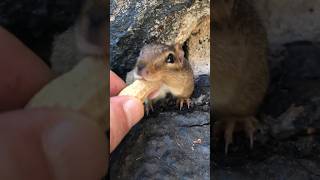 Me Squishy Has Many Hiding Places, Fill The Cheeks #Shorts #Chipmunks #Squishy #Cuteanimals