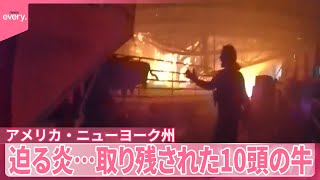 【アメリカ・ニューヨーク州】迫る炎…取り残された10頭の牛　10分間の救出劇　『#世界のミダシ 』