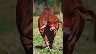 bigcow cow short video 04 🔥🐂💯#cow #shorts #viralvideos #foryou #2026