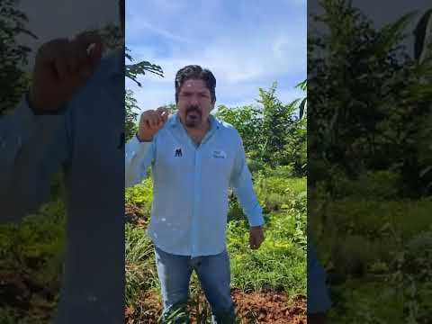 Vídeo: Qual o tamanho das árvores de mogno?