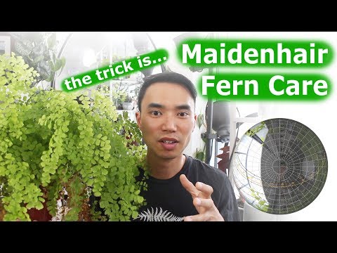 Video: Maidenhair (tóc Venus)