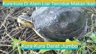 Feeding the Jumbo Land Tortoise