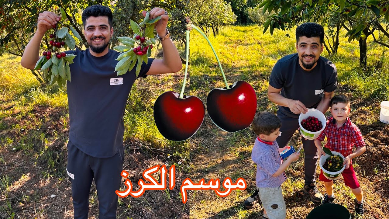 اجمل فلوق قطفنة اكبر كمية كرز 🍒 الأجواء كانت خرافية 😍🥰