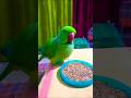 Papa Ko Keshe Bulayenge Parrot Funnyanimal Funny Talkingparrot Reels Parrotlover Anuandsuji Papa Ko Keshe Bulayenge Parrot Funnyanimal Funny Talkingparrot Reels Parrotlover Anuandsuji