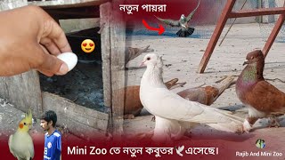 mini zoo তে নতুন কবুতর ?এসেছে। অন্য জায়গার বুনো পায়রা ll Rajib And Mini Zoo ll