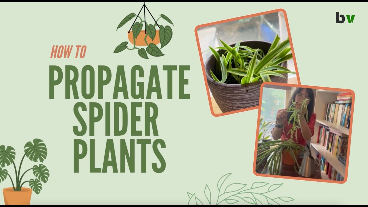How to Propagate a Spider Plant (2 Easy Ways!)