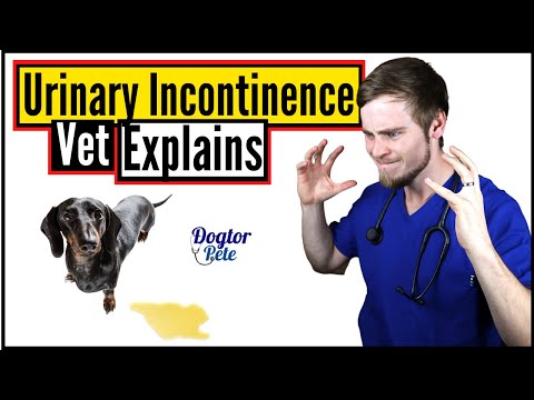 Video: Pot câinii să aibă vezica urinară permeabilă?
