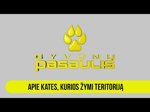 Video: Kokių Dokumentų Reikia Norint Vežti Kates Traukinyje