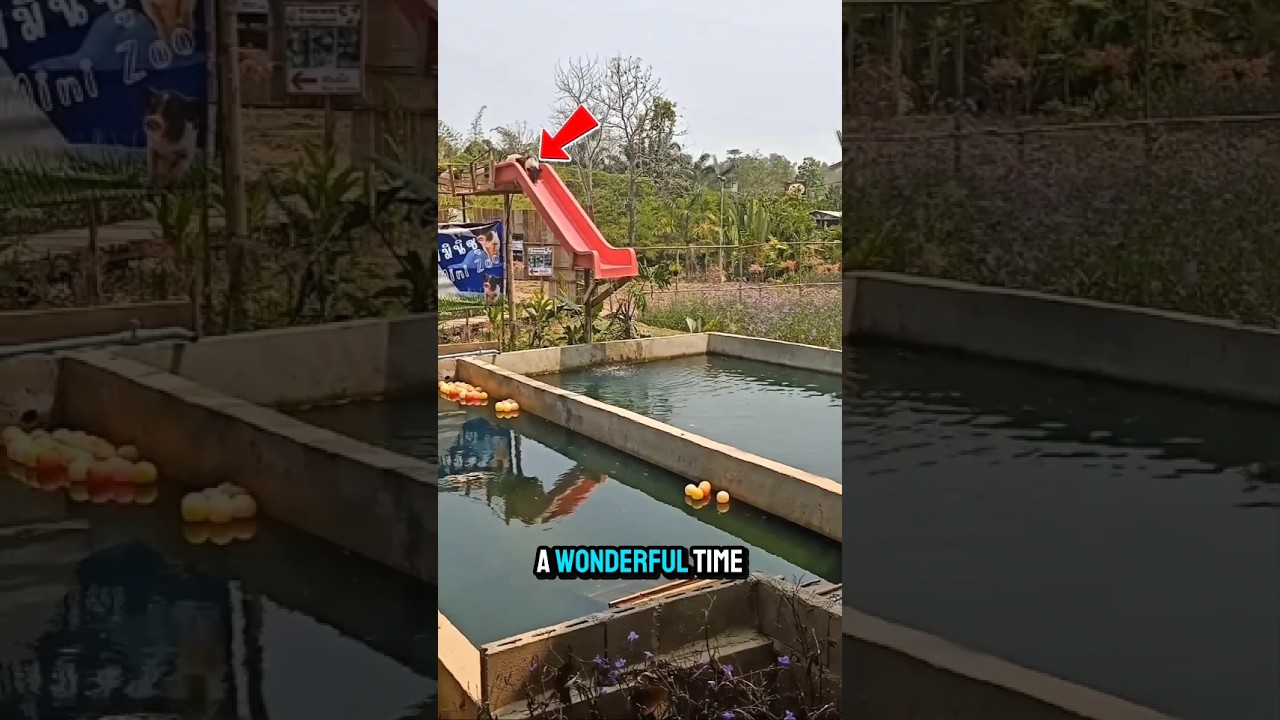 Viral Pig Pool Party But Ending Will Shock You