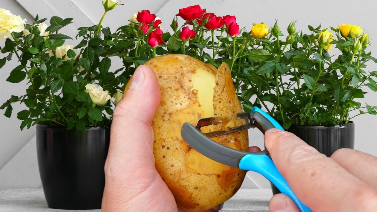 Подкормка картофельной кожурой