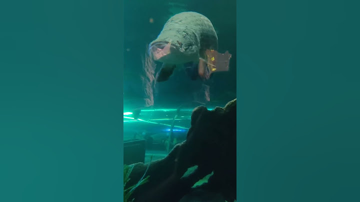 Underwater World | Pattaya | Thailand | thehungryyexplorer