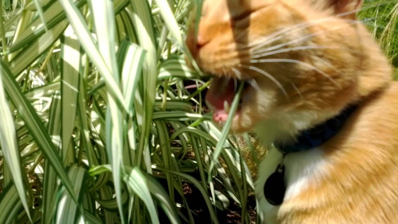 Cat(Leo) eats strawberries and cream grass YouTube