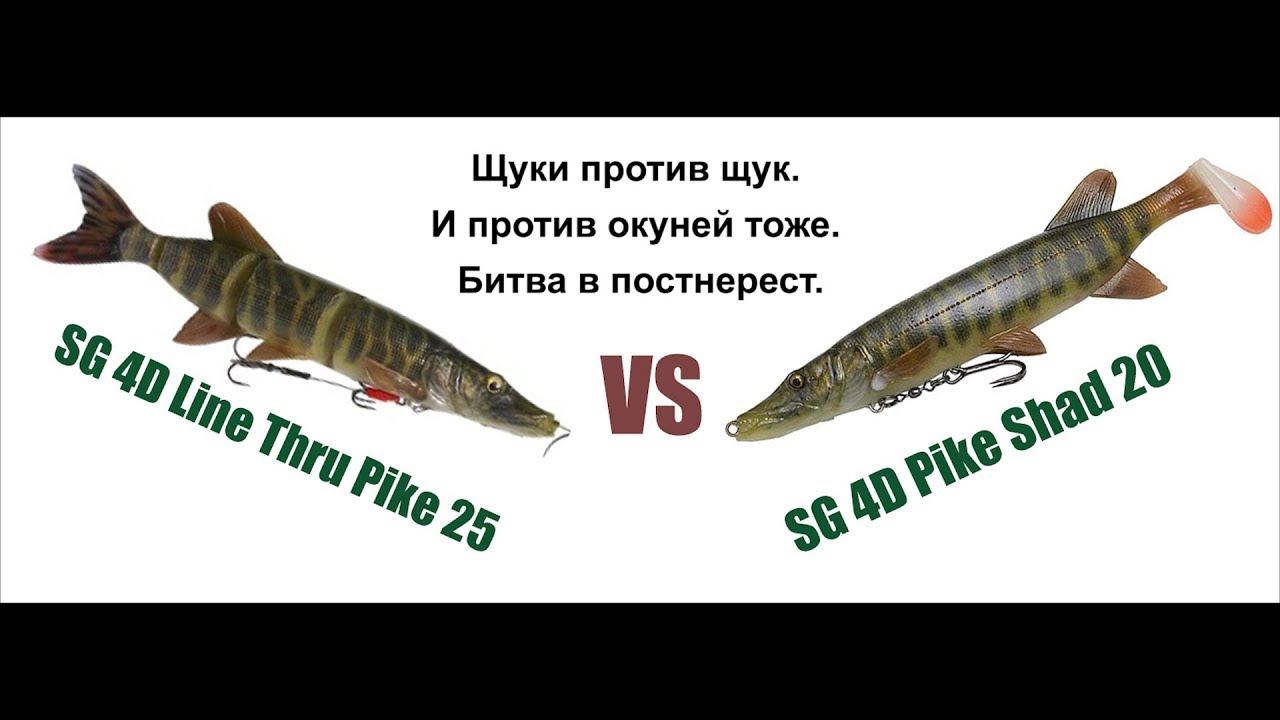 ⁣Щуки жрут щук и окуней. Постнерестовый канибализм.