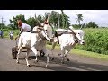 Tungala 1 minute race opening with mudhol bulls