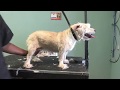 how to groom your dog at home: video 1 of 2