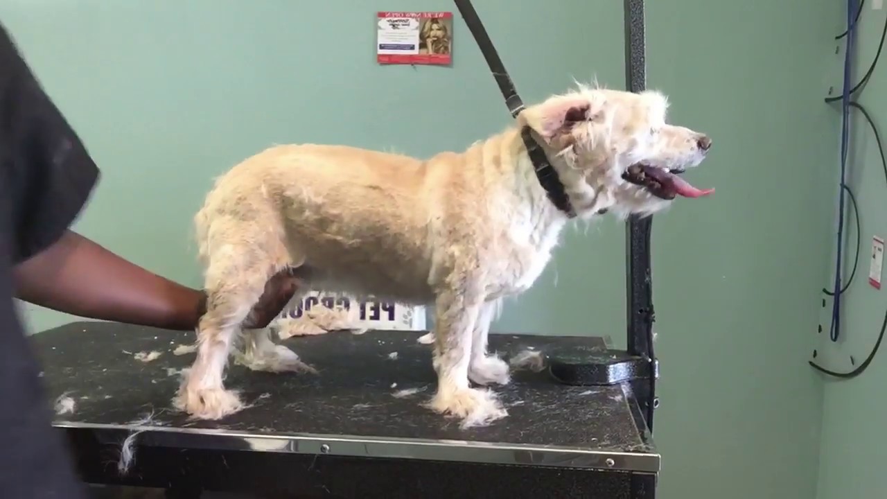 how to groom your dog at home video 1 of 2 YouTube