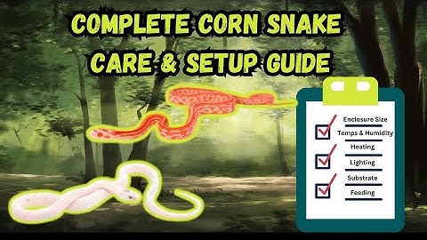 Complete Corn Snake Care & Setup Guide | Everything You Need to Know!