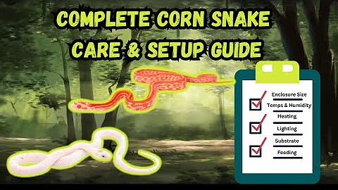 Complete Corn Snake Care & Setup Guide | Everything You Need to Know!
