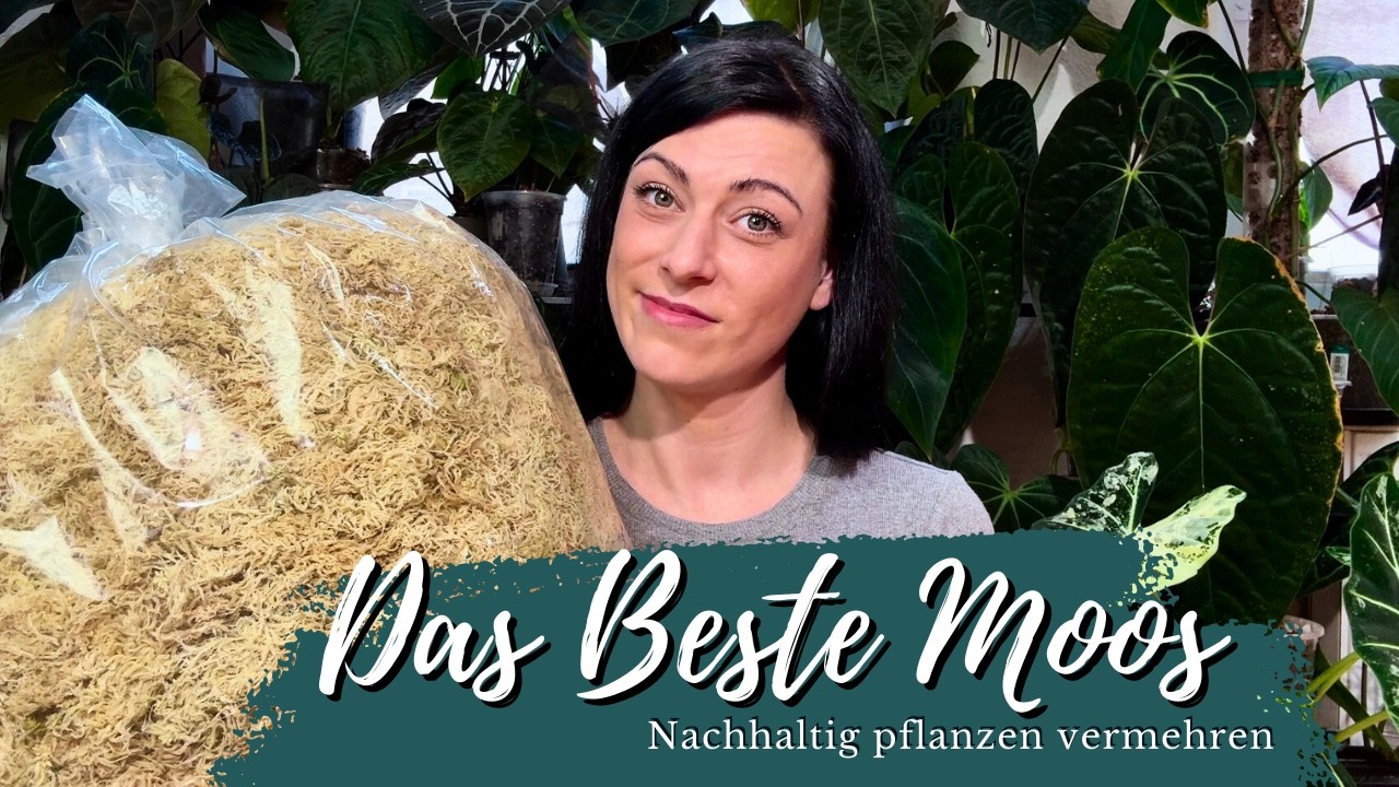 Nachhaltiges Lebendmoos - Warum du Moos für Zimmerpflanzen brauchst