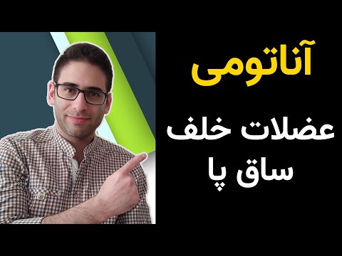 آناتومی عضلات خلف ساق پا