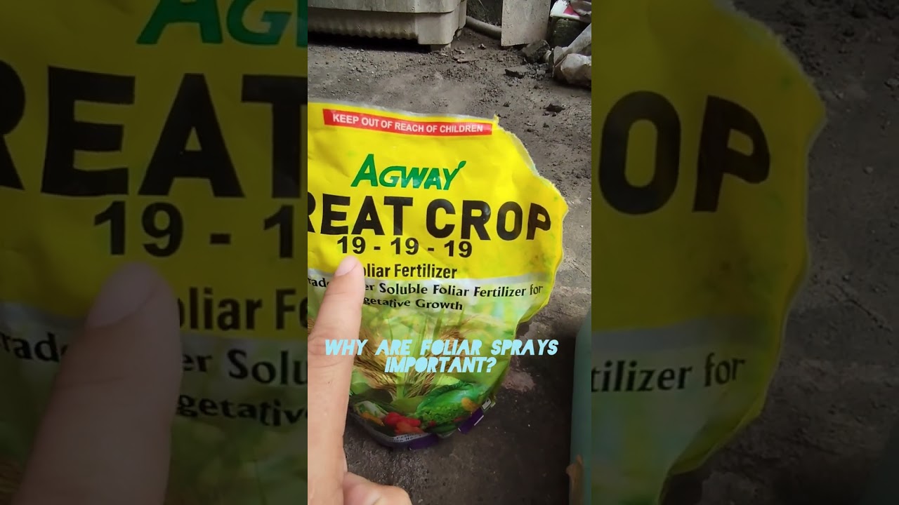 cacao needs foliar spray