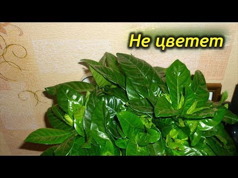 Видео: Моя гардения не цветет - почему гардения не цветет