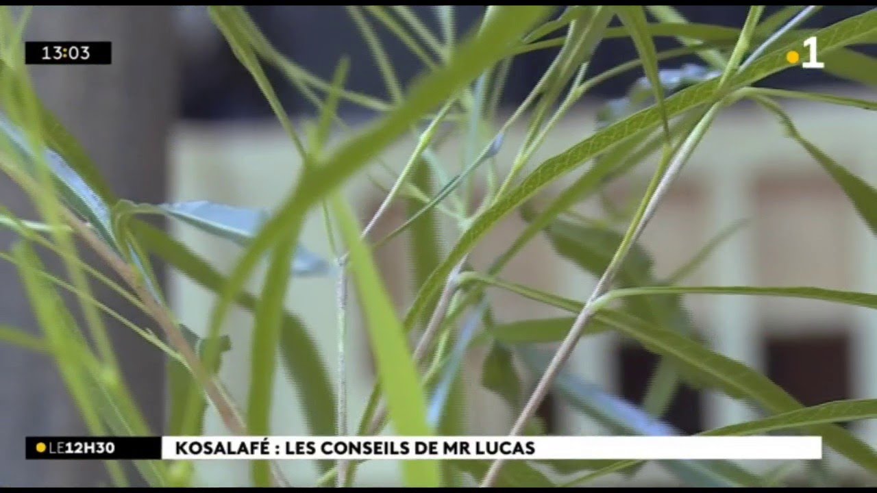 Kosalafé Raymond Lucas : le bois d'arneth