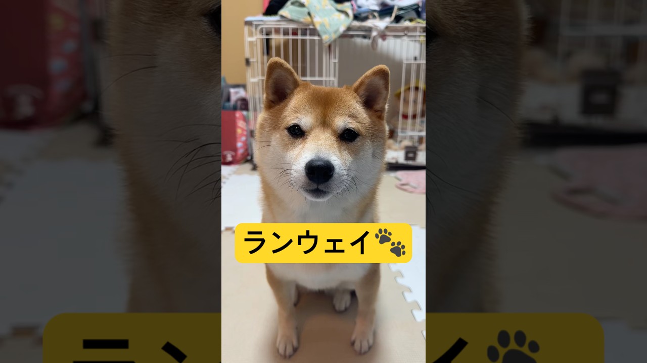 芝犬です。 英語って難しいよね🤨#柴犬 #豆柴 #shibainu #犬 #犬のいる生活