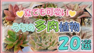 夏でも可愛い💕うちの多肉植物20選 - YouTube