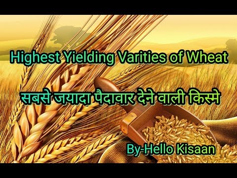 गेहु की सबसे जयादा पैदावार देने वाली किस्मे।।[ Highest Yielding Varities of Wheat ]