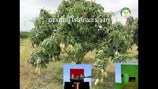 #ึงไปคุยกับรากมะม่วงไป......